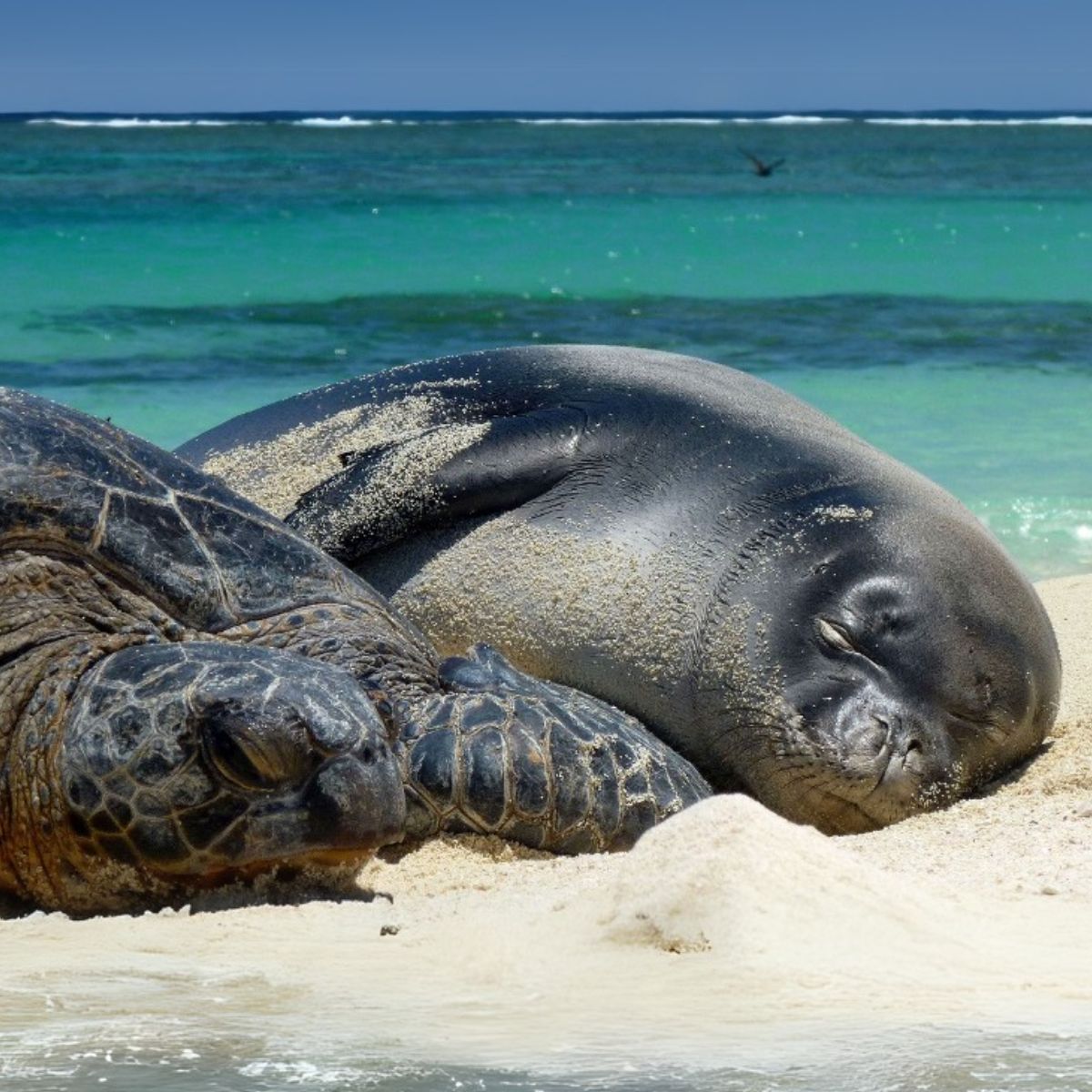 Green sea turtle and Hawaiian monk seal lying on the sand